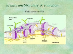 Membrane Structure Function Fluid mosaic model Membrane is