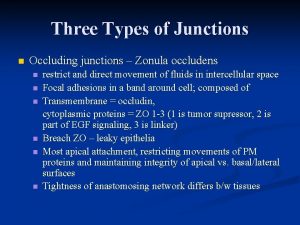 Three Types of Junctions n Occluding junctions Zonula