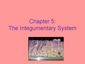 Chapter 5 The Integumentary System The Integument Means