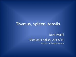 Thymus spleen tonsils Dora Mali Medical English 201314