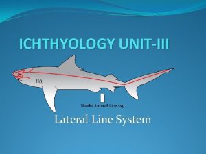 ICHTHYOLOGY UNITIII Lateral Line System lateral line System