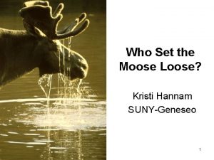 Who Set the Moose Loose Kristi Hannam SUNYGeneseo