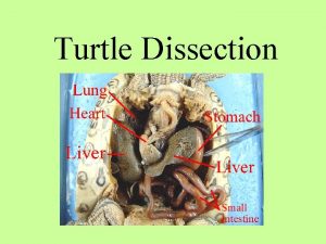 Turtle Dissection Scientists believe other land vertebrates evolved