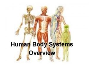 Human Body Systems Overview The Systems Integumentary Skeletal