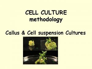 CELL CULTURE methodology Callus Cell suspension Cultures Types