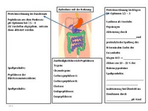 Aufnahme mit der Nahrung Proteinverdauung im Duodenum Peptidasen