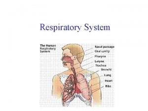 Respiratory System Respiratory Facts Breathing is controlled by