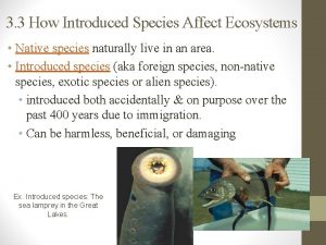 3 3 How Introduced Species Affect Ecosystems Native