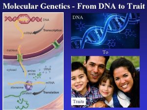 Molecular Genetics From DNA to Trait DNA To