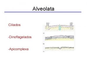 Alveolata Ciliados Dinoflagelados Apicomplexa Complejo de membrana interno