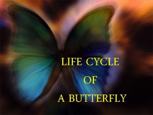 LIFE CYCLE OF A BUTTERFLY A butterfly starts