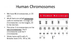 Human Chromosomes We have 46 chromosomes or 23