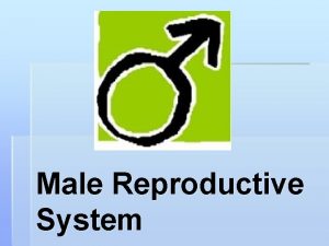 Male Reproductive System What the Male Reproductive System