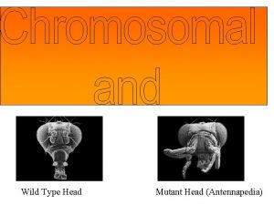 Wild Type Head Mutant Head Antennapedia I Proteins