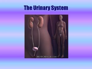 The Urinary System Principle Organs Kidneys Ureters Urinary