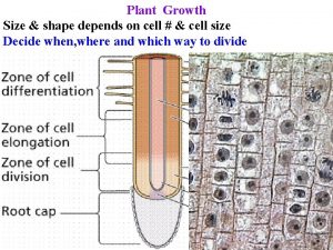 Plant Growth Size shape depends on cell cell