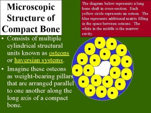 Microscopic Structure of Compact Bone Consists of multiple