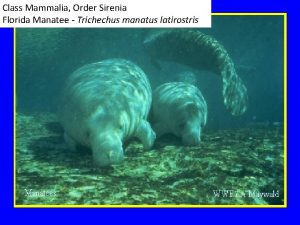 Class Mammalia Order Sirenia Florida Manatee Trichechus manatus