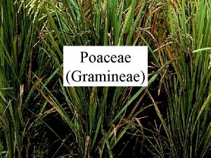 Poaceae Gramineae Order Poales Angiosperm Phylogeny Group Avena