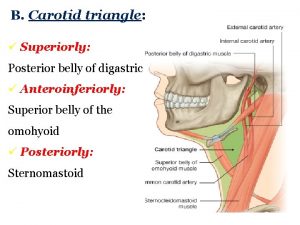 B Carotid triangle Superiorly Posterior belly of digastric