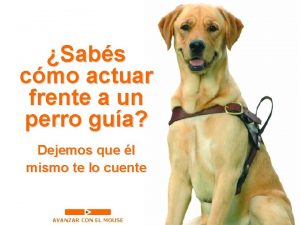 Sabs cmo actuar frente a un perro gua