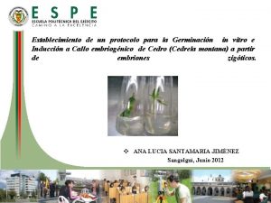 Establecimiento de un protocolo para la Germinacin in