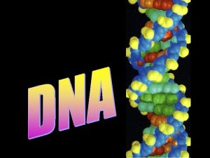 DNA DNA is often called the blueprint of