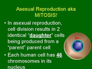 Asexual Reproduction aka MITOSIS In asexual reproduction cell