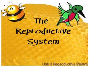 The REPRODUCTIVE System Unit 6 Reproductive System Functions