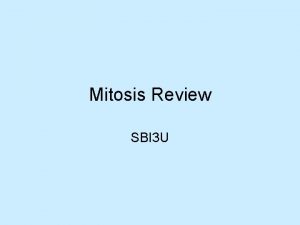 Mitosis Review SBI 3 U Mitosis The Cell