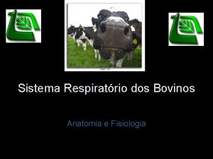 Sistema Respiratrio dos Bovinos Anatomia e Fisiologia Sistema