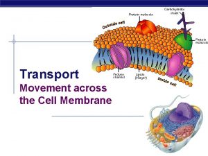 Transport Movement across the Cell Membrane Lipids of