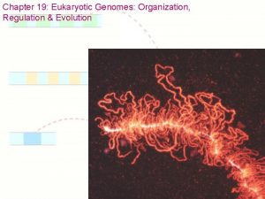 Chapter 19 Eukaryotic Genomes Organization Regulation Evolution Chapter