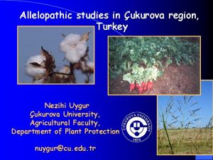 Allelopathic studies in ukurova region Turkey Nezihi Uygur