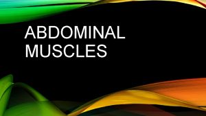 ABDOMINAL MUSCLES ABDOMINAL MUSCLES Abdominal muscles have been