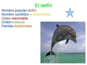 El delfn Nombre populardelfn Nombre cientfico delphinidae Clasemammalia