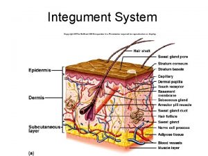 Integument System Skin Integument Consists of three major