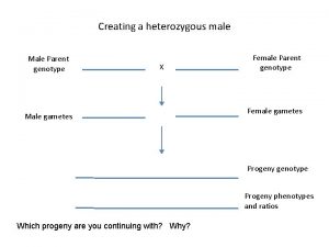 Creating a heterozygous male Male Parent genotype X