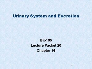 Urinary System and Excretion Bio 105 Lecture Packet