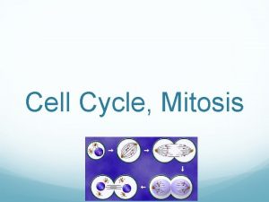 Cell Cycle Mitosis How do little elephants grow