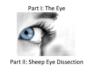 Sheep eye diagram