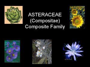 ASTERACEAE Compositae Composite Family Diversity ca 1100 genera25