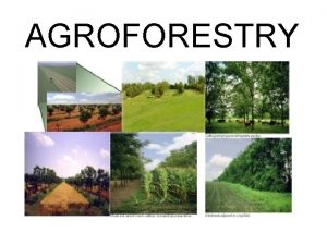 AGROFORESTRY Agroforestry ICRAF 1982 Agroforestry denotes a sustainable