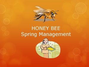 HONEY BEE Spring Management Spring Management One of