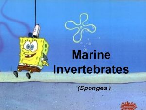 Marine Invertebrates Sponges Sponges 1 Sponges are multicellular