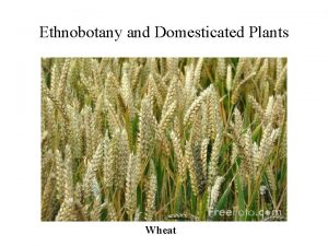 Ethnobotany and Domesticated Plants Wheat First ethnobotanical rule