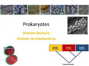 Prokaryotes Domain Bacteria Domain Archaebacteria Domain Bacteria 2007