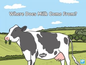 Where does milk come from Milk is made