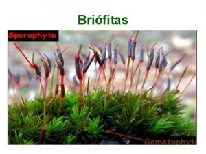 Brifitas Brifitas Caractersticas Organismos eucariticos Multicelulares Avasculares Pequena