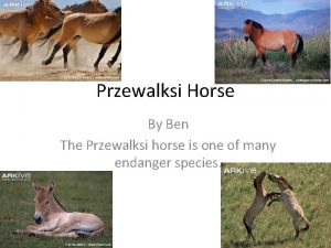 Przewalksi Horse By Ben The Przewalksi horse is